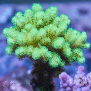 Pocillopora toxic green - Himbeerkoralle